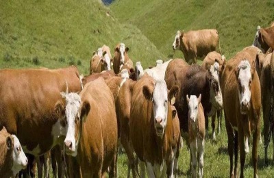 牛肉的最新价格是多少？养牛前景分析