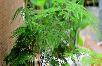 文竹的养殖方法和注意事项有哪些