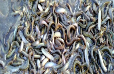 南美对虾能和泥鳅混养吗?怎么养殖