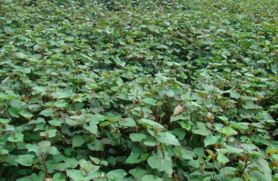 折耳根种植技术,有分株、插枝及育苗三种繁殖方法