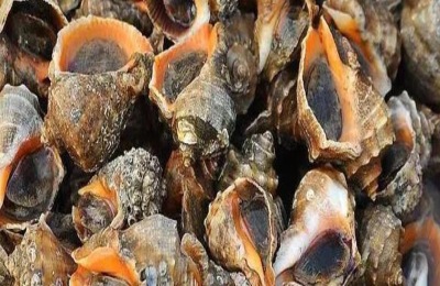 海螺一年能长多大