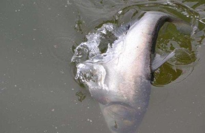 鲢鱼的产地在哪里？有哪些品种