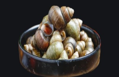 淡水螺有哪些常见品种?价格如何?淡水螺品种介绍