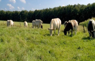 种植胡萝卜的最佳时间是什么时候