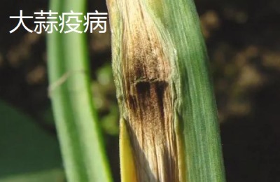 大蒜疫病与叶枯病的区别,大蒜疫病的发病原因