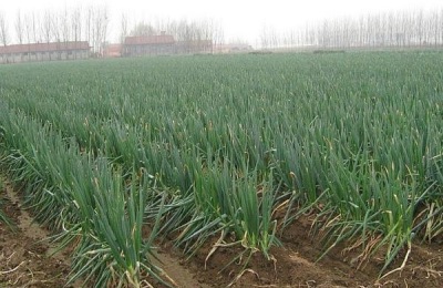 大葱苗一斤多少钱？大葱种植成本利润分析
