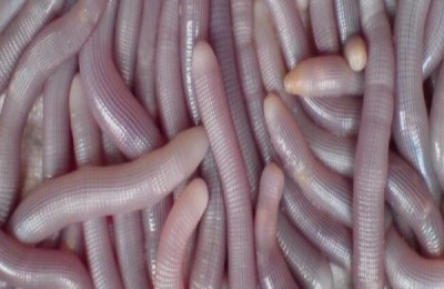 盘点广西北海十大特产