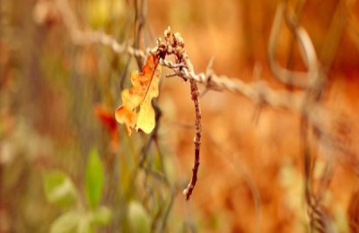 秋分是什么意思