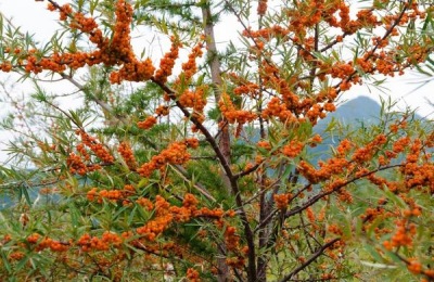 河南三门峡市有哪些特产