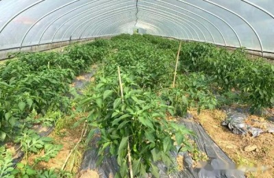 灯笼椒种植技术与管理,如何防治病虫害