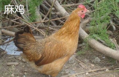 麻鸡养殖多少天出栏,和三黄鸡有什么区别