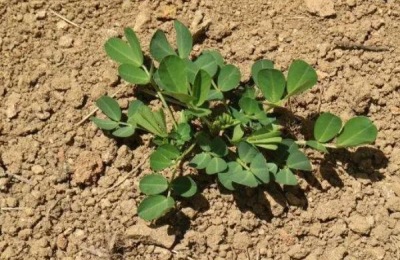 花生种下去几天发芽,附花生种植方法