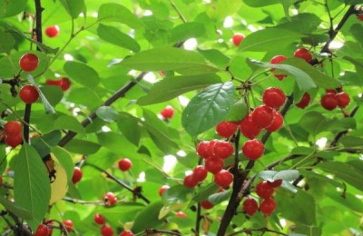 安徽阜阳有哪些特产