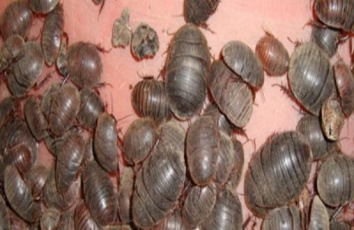 养土元投资多少钱