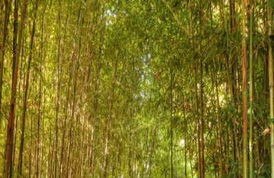 珍稀观赏竹种龟甲竹市场价多少钱一棵