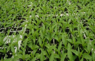 种植鱼腥草的方法有哪些