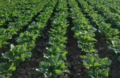 甜菜种植时间和方法,一般可在4-5月份播种