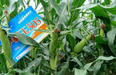 中科505和中科玉505有区别吗,中科玉505品种介绍