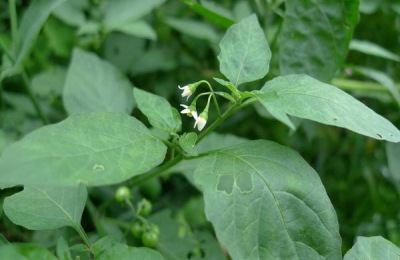 一斤龙葵多少钱?龙葵怎么吃?(附栽培技术)