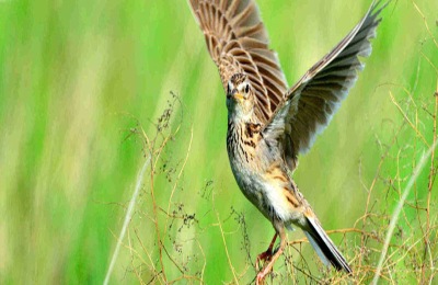 七星鱼一斤多少钱?养殖前景如何?(附养殖技术)