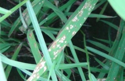 湖南水稻十大高产水稻品种