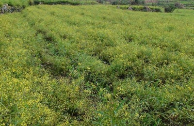 柴胡种子一斤多少钱?种植前景如何?(附种植技术)