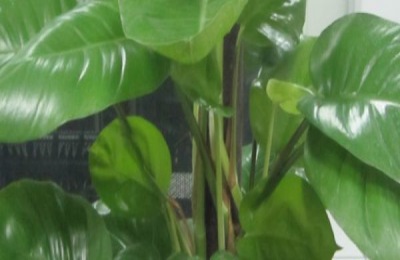 四月李什么时候成熟?四月李在哪里生产好