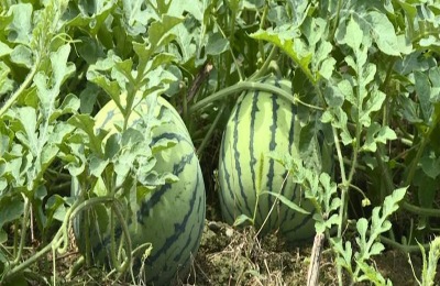 西瓜从播种到结果需要多久