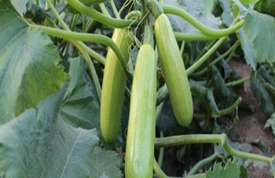 西葫芦怕什么农药