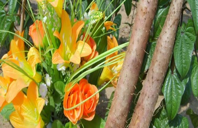 山药一斤多少钱？山药种植前景分析