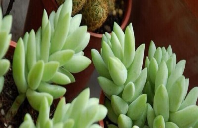 新玉缀的养殖方法