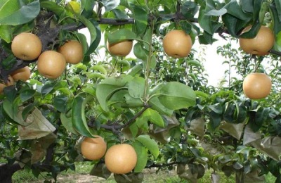 贵妃杏价格一斤多少钱?什么时候成熟