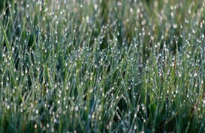 白露是什么意思