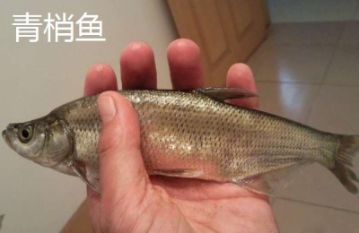 青梢鱼和翘嘴区别