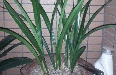 墨兰的种植方法,一般会采用腐殖土种植
