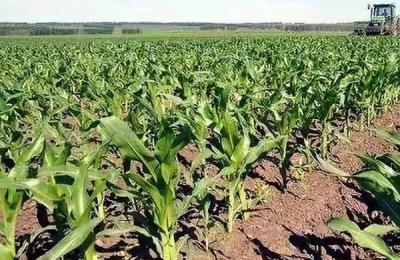 华美336玉米品种介绍，适合哪里种植，产量如何