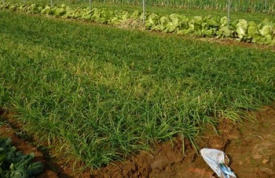 韭菜籽发芽后还能种吗？如何施肥