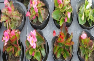 常见的观赏盆栽植物有哪些