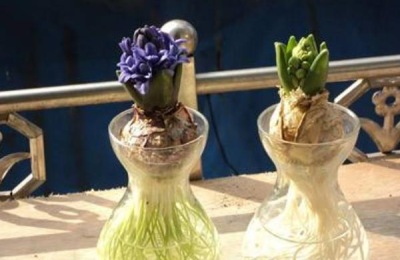 有哪些品种的风信子