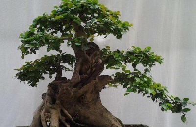 榆树种子有哪些品种？有哪些育苗方法