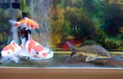 黄写锦鲤的产地在哪里？锦鲤的常见品种有哪些