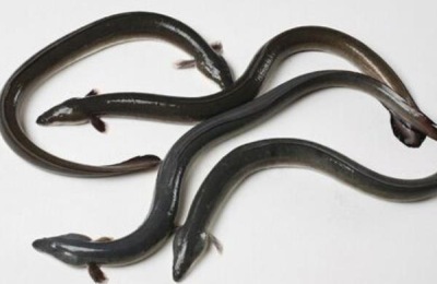 黄鳗产地分布在哪里？有什么特点