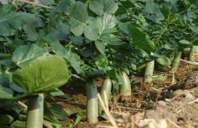 青萝卜种植株距与行距是多少,附青萝卜的种植方法