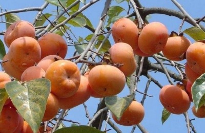 辽宁省抚顺市特产介绍