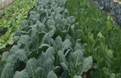 夏天可以种什么蔬菜?这些蔬菜又快又好