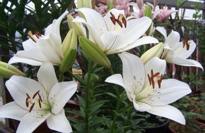 种植方法是关溪蜜柚