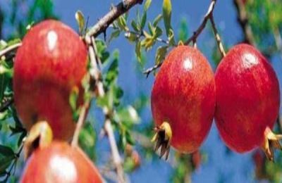 石榴树常用农药