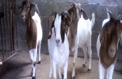 一只波尔山羊多少钱?养波尔山羊赚钱吗