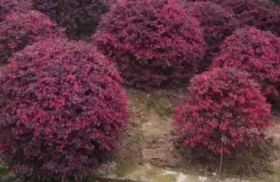 红花继木的种植技术,在微酸性土壤中生长良好
