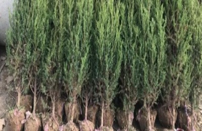 一棵柏树苗多少钱？柏树和松树有什么区别